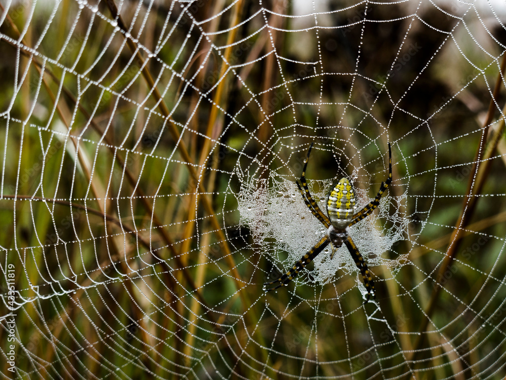 Araña amarilla transparente al amanecer en su telaraña a color y en ...