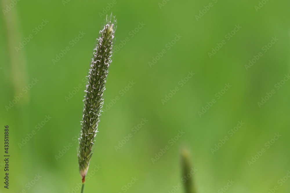 close up of  grass