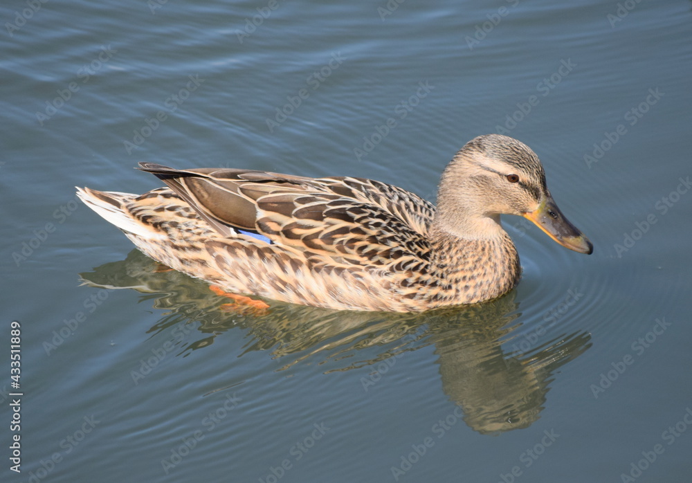 Fototapeta premium Mallard