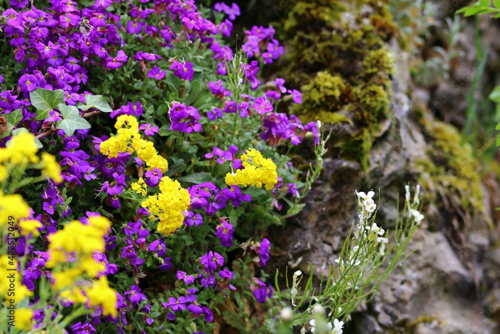 close up of  colorful blooming flowers 