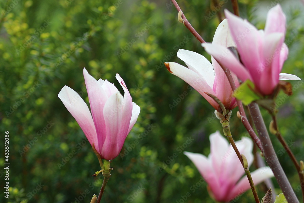 Fototapeta premium close up of blooming magnolias