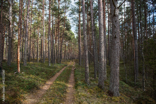 Road in the pine forest.