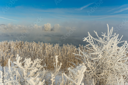 Fototapeta Naklejka Na Ścianę i Meble -  reeds in the snow