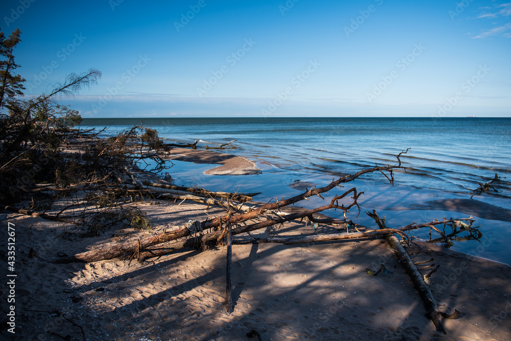 Storm broken trees on the Baltic sea coast, Kolka, Latvia.