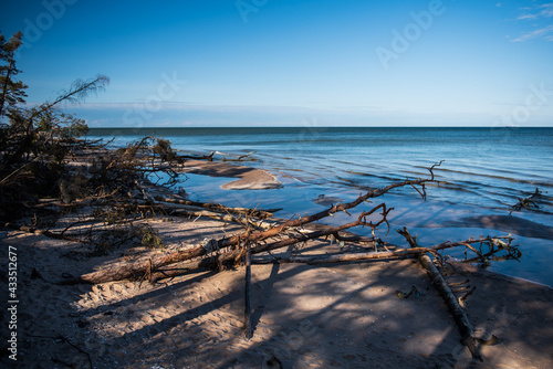 Storm broken trees on the Baltic sea coast, Kolka, Latvia.