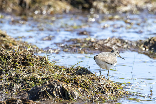 Curlew sandpiper searching for food in the rivern photo