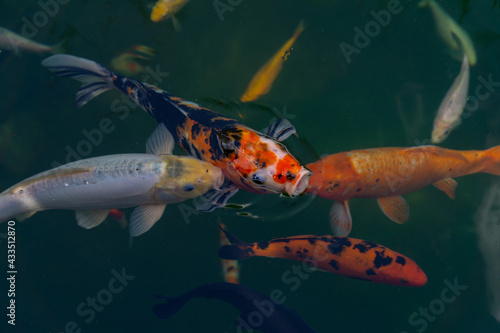 colorful decorative carps in the pond, red koi carp © yatsyna.s