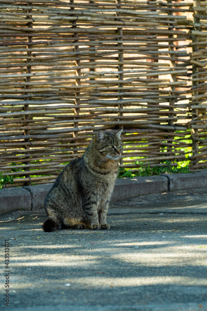 Obraz premium tabby cat sitting in the shade, cat on the background of the fence