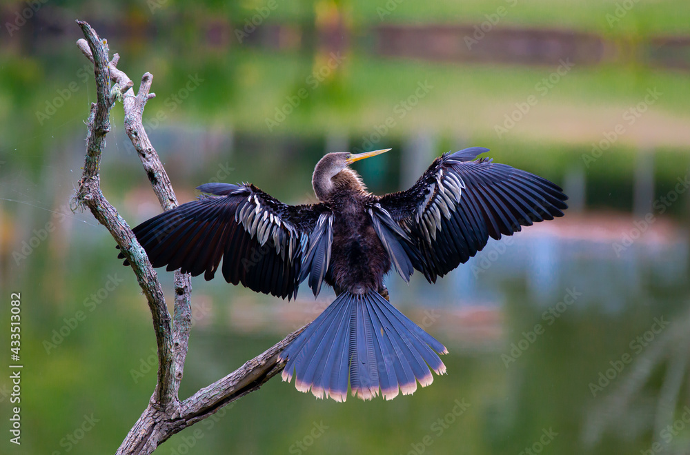 Fototapeta premium A biguatinga (Anhinga anhinga) é uma ave aquática que chama a atenção pelo porte na cor preta e na arvore no lago.