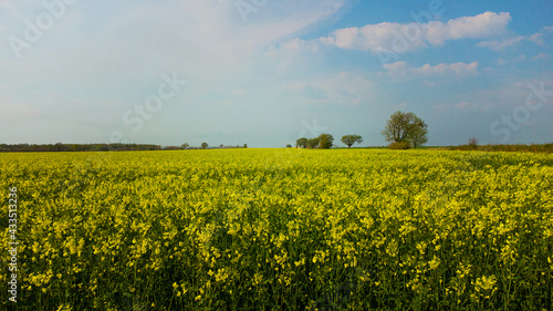 Canvas Print Beautiful yellow field of rapeseed in Skåne, south of Sweden