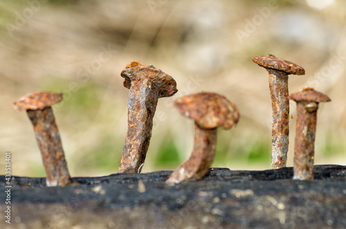 Rusty nails in a log.