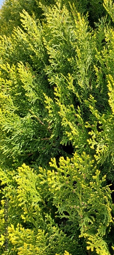 evergreen thuja bush close-up.