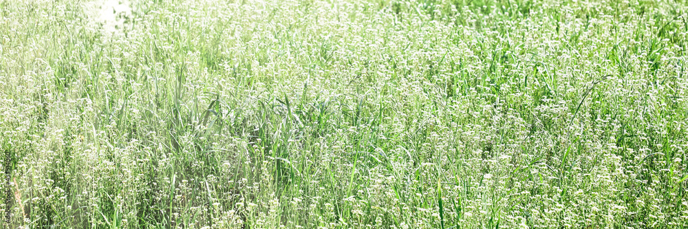 Fototapeta premium Green grass and flowers field landscape surface