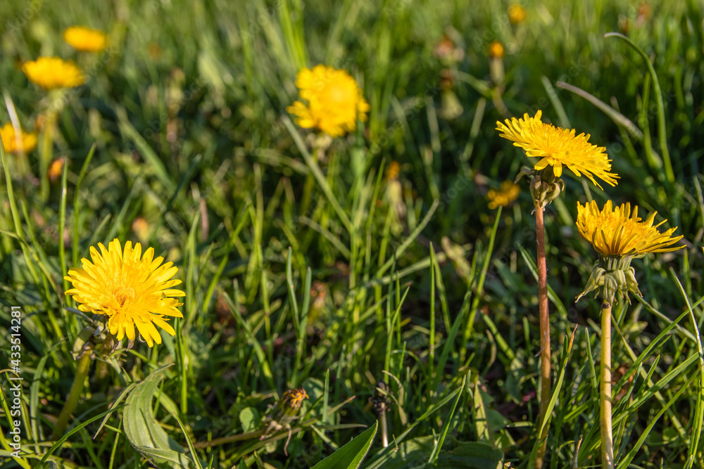 Dandelions in the park. Yellow flowers growing in a meadow on a sunny day Dandelions in the park. Yellow flowers growing in a meadow on a sunny day