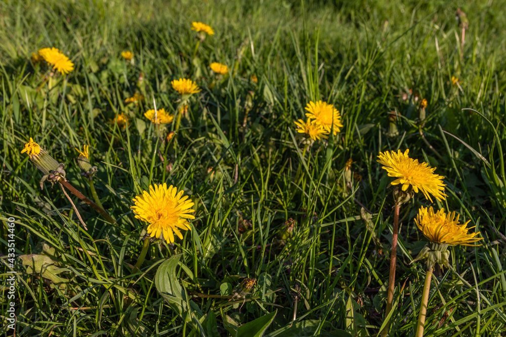 Dandelions in the park. Yellow flowers growing in a meadow on a sunny day Dandelions in the park. Yellow flowers growing in a meadow on a sunny day