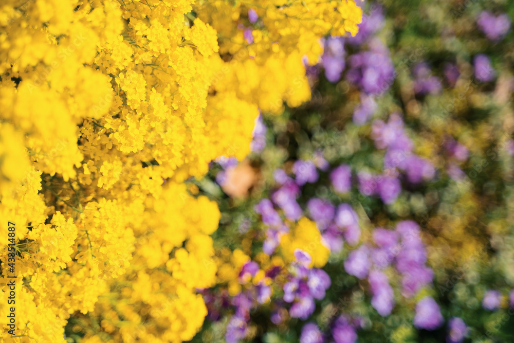 Obraz premium beautiful flowers in spring in a park