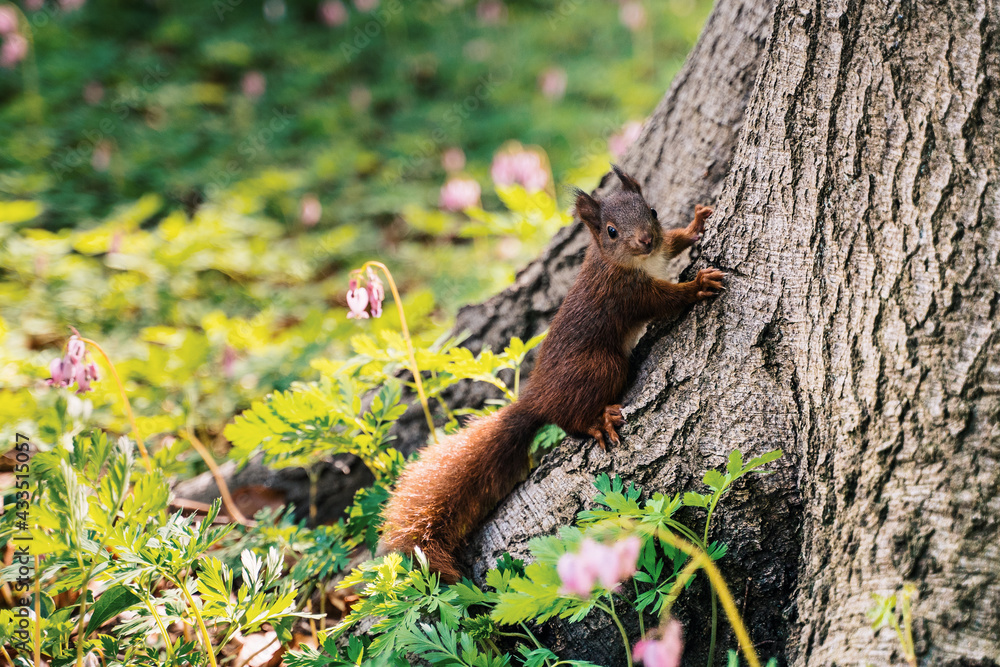 Obraz premium a cute red squirrel in spring on a tree