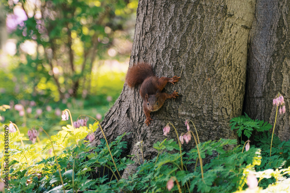 a cute squirrel in spring on a tree a cute squirrel in spring on a tree