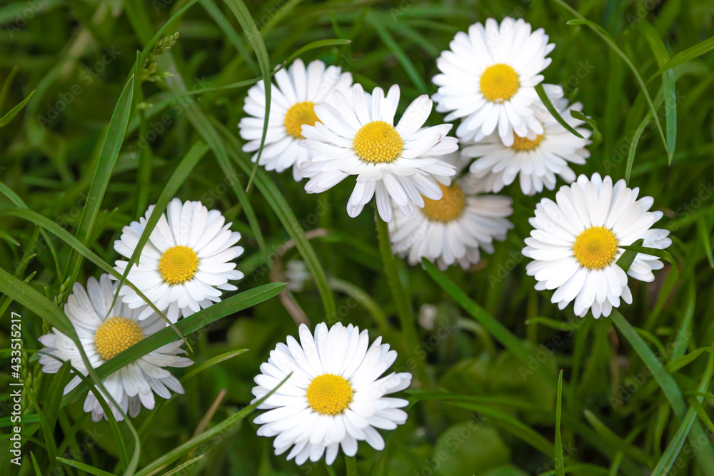 Daisies in a sunny day, white flowers growing in the meadow Daisies in a sunny day, white flowers growing in the meadow