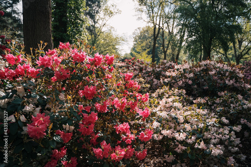 Fototapeta Naklejka Na Ścianę i Meble -  beautiful flowers in spring in a park