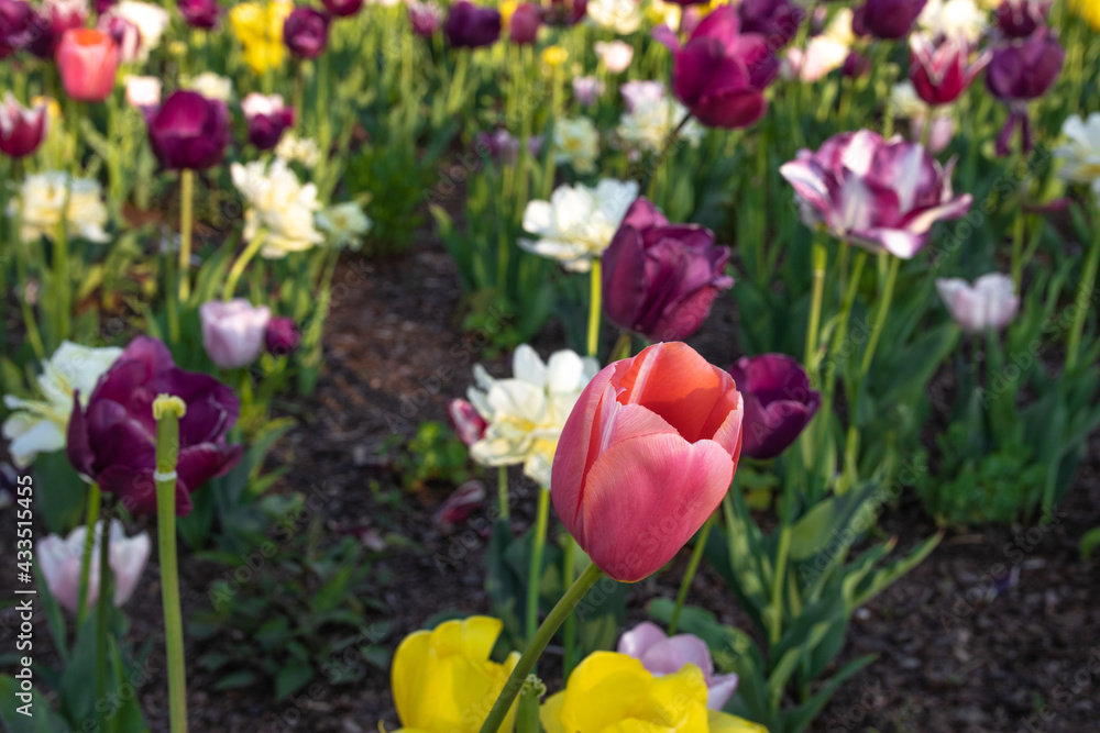 Lots of tulips growing along the road in the city center. beautiful colorful flowers against the background of blurry tulip flowers