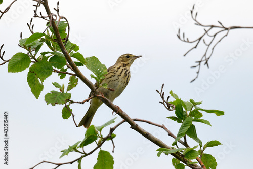 Baumpieper //  Tree Pipit (Anthus trivialis) photo