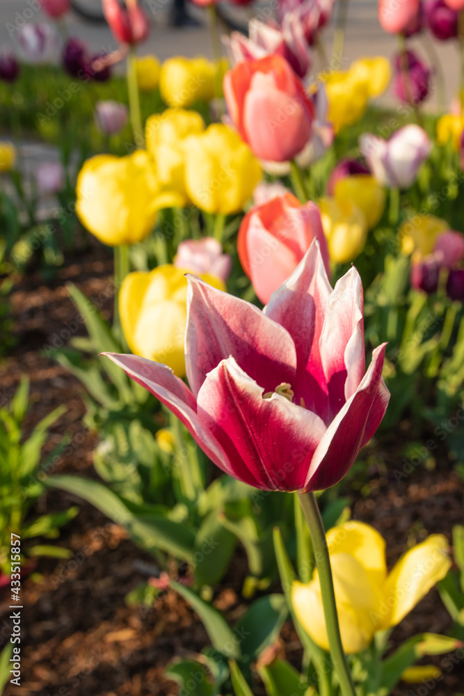 Lots of tulips growing along the road in the city center. beautiful colorful flowers against the background of blurry tulip flowers Lots of tulips growing along the road in the city center. beautiful colorful flowers against the background of blurry tulip flowers