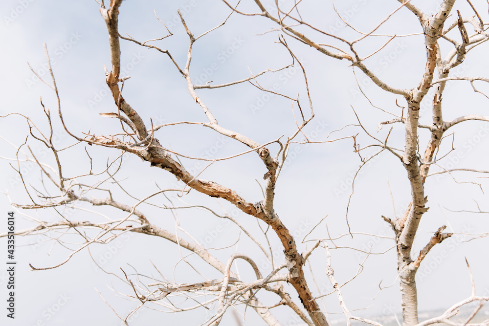 Branches of an old dry on a background of blue sky. Branches of an old dry on a background of blue sky.
