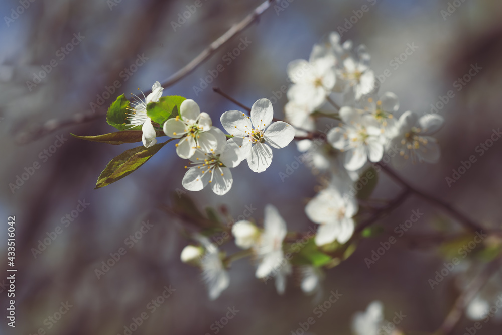 Blossoming cherry. Close-up of flowers and buds on the tree. You can see the petals and stamens, the inflorescences. Spring Orchard