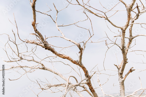 Branches of an old dry on a background of blue sky.