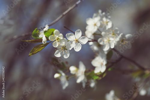 Blossoming cherry. Close-up of flowers and buds on the tree. You can see the petals and stamens, the inflorescences. Spring Orchard