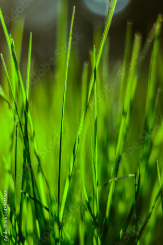 Fresh green grass with blurred background. Sunshine