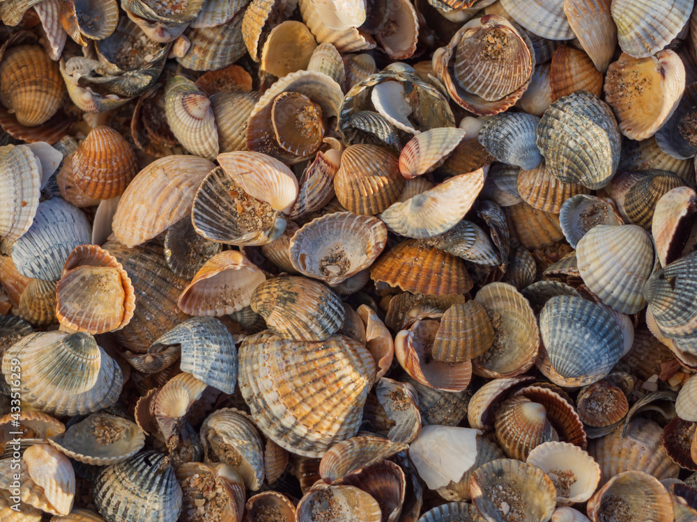 Natural sea background. Close-up of seashells in natural light