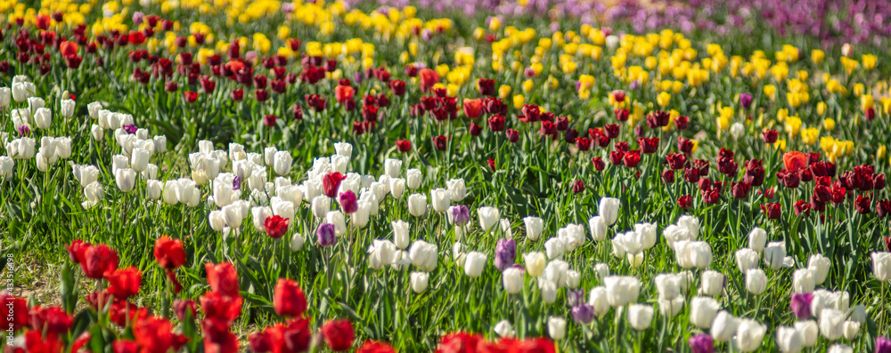 Field of beautiful colorful tulips on a spring day