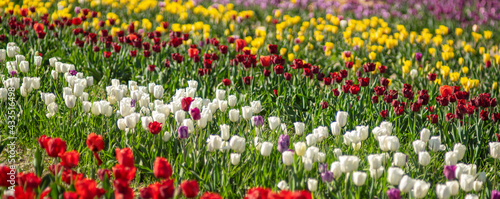 Field of beautiful colorful tulips on a spring day