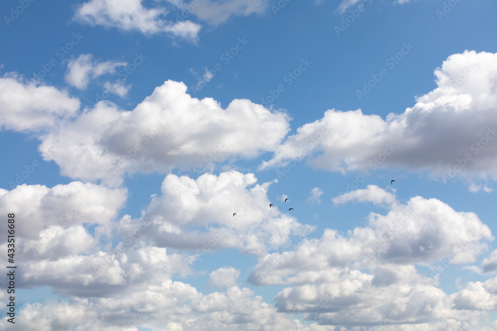 The background is blue sky with beautiful white clouds and a flock of flying birds against its background The background is blue sky with beautiful white clouds and a flock of flying birds against its background