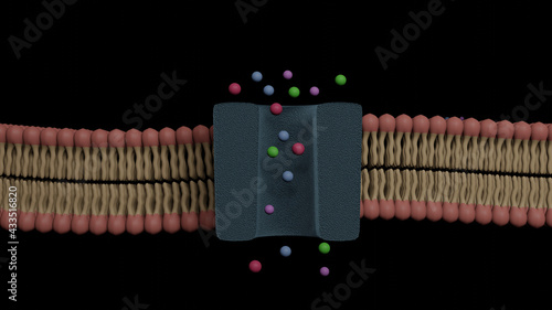 Fotografía Glycoprotein bilayer cell membrane cross section and its ion channel (3D Renderi