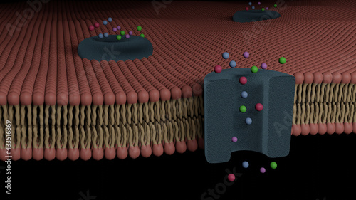 Glycoprotein bilayer cell membrane cross section and its ion channel (3D Rendering)