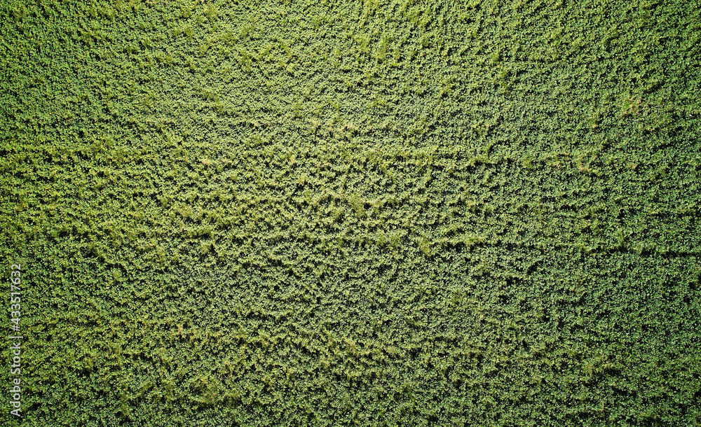 Green grass field above drone view Green grass field above drone view