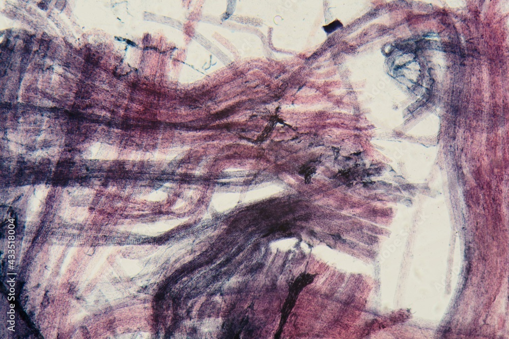 Naklejka premium Motor nerve endings under the microscope