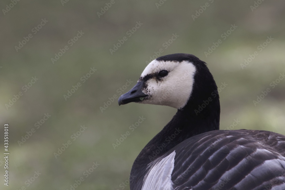 Portrait of a barnacle goose, Branta leucopsis Portrait of a barnacle goose, Branta leucopsis