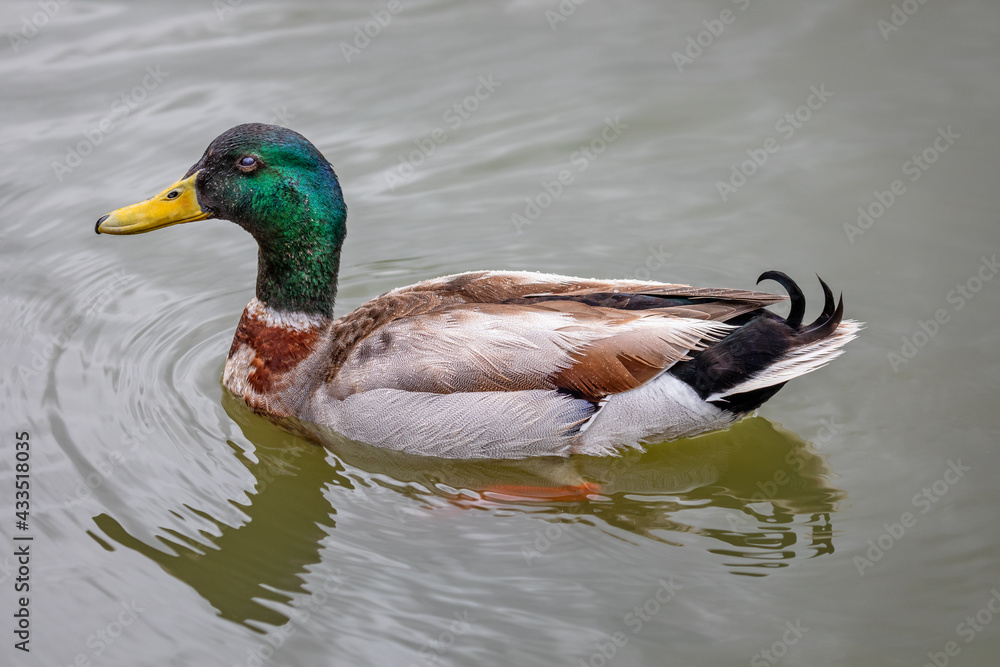Close up of colourful male Mallard duck on water Close up of colourful male Mallard duck on water