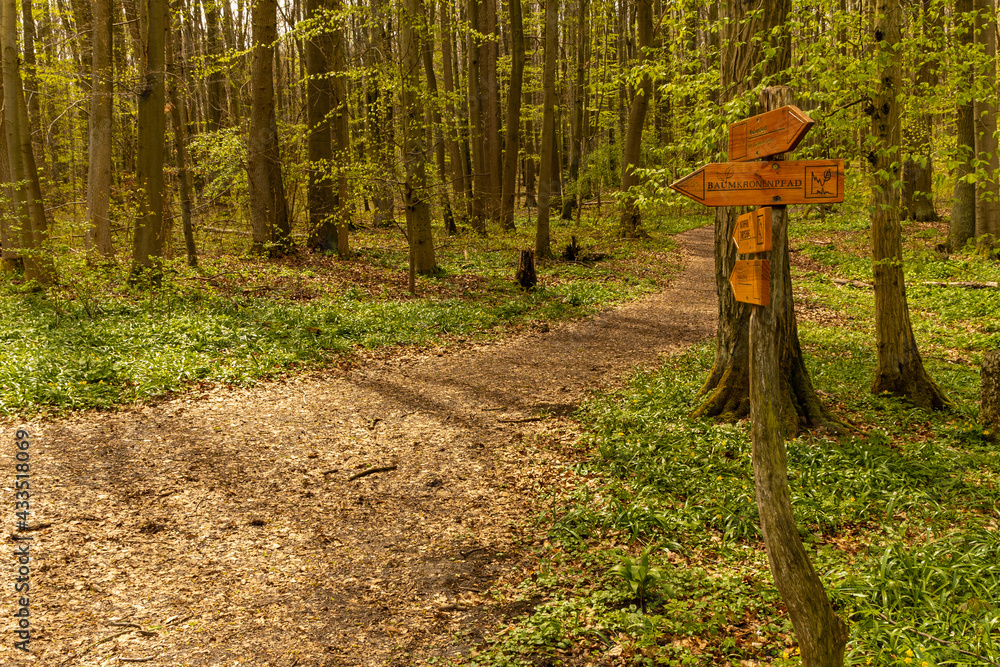 signpost in the Hainich National Park in Thuringia signpost in the Hainich National Park in Thuringia