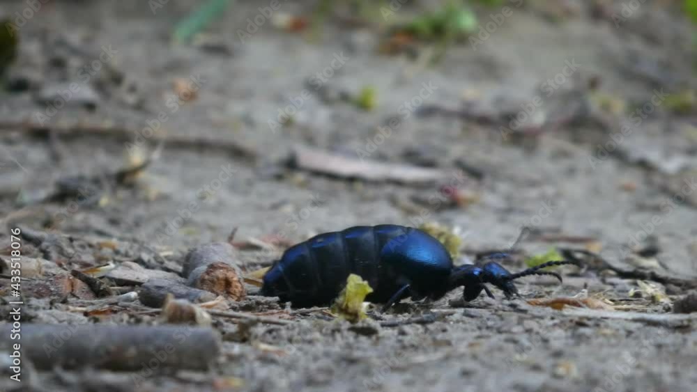 Beautiful blue meloe violaceus, the violet oil beetle walking on stone in forest, 4k footage Beautiful blue meloe violaceus, the violet oil beetle walking on stone in forest, 4k footage