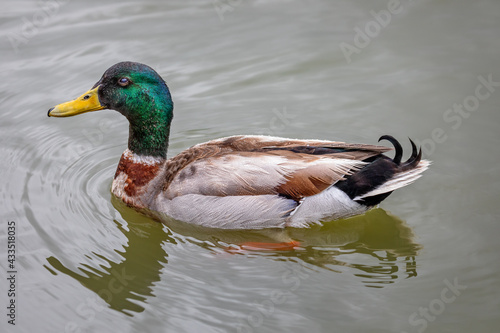 Fotografie, Obraz Close up of colourful male Mallard duck on water