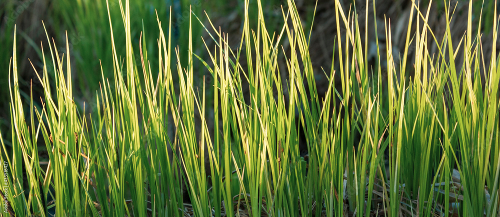 Fototapeta premium Close up of fresh dense grass on a sunny day