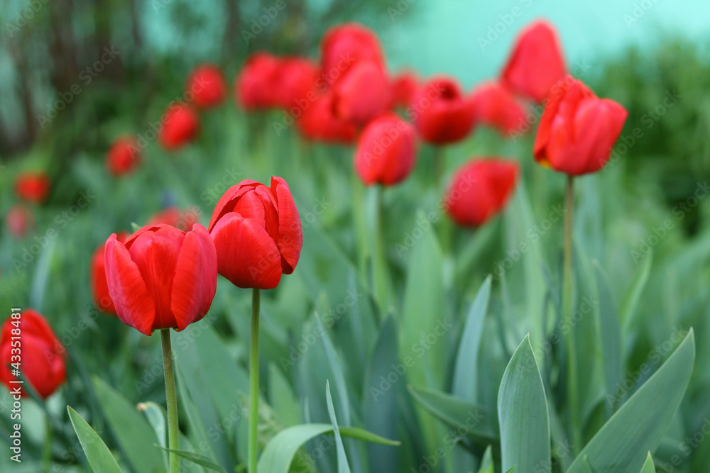 Fototapeta premium Beautiful flowers on a green background, sunny summer day