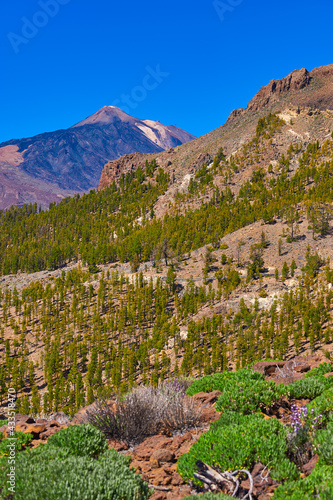 Volcano in Spain with endemic plants. Roques EL Sombrito stone and Teide mountain volcano in the Teide National Park, Tenerife, Canary Islands, Spain. Sombrero de Chasna. The Pico del Teide, at 3718 m photo