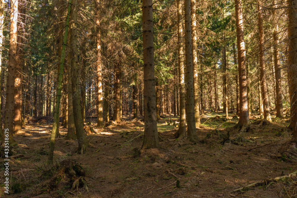 Obraz premium Sudety. Gęsty świerkowy las na zboczu góry.