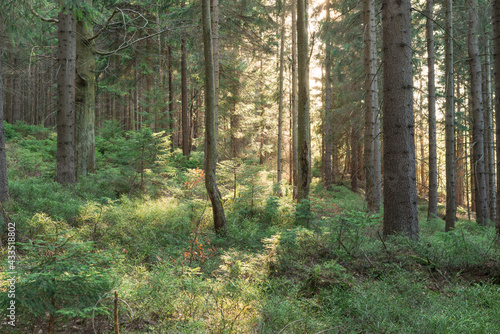 Fototapeta Naklejka Na Ścianę i Meble -  Zachodzące słońce oświetlające swym blaskiem świerkowy, górski las.